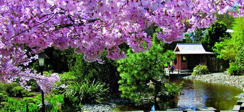 春游新西兰 新西兰春季旅游游玩介绍 樱花
